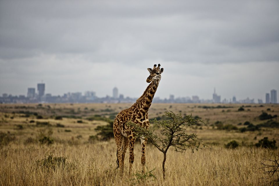 NAIROBI 1.jpg